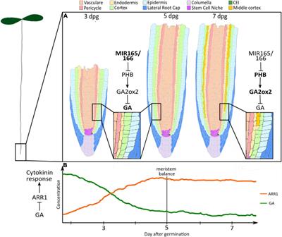 It’s Time for a Change: The Role of Gibberellin in Root Meristem Development